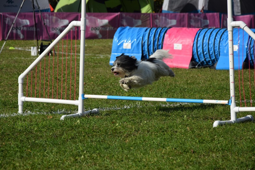"Latające psy" w Gdyni. Dla frisbee potrafią zrobić niesamowite rzeczy! Szybujące czworonogi w Parku Kolibki