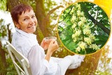 To darmowy lek na stawy, krążenie i żylaki. Herbatka z kwiatów kasztanowca zwalczy hemoroidy i reumatyzm. Wypróbuj prosty przepis na napar