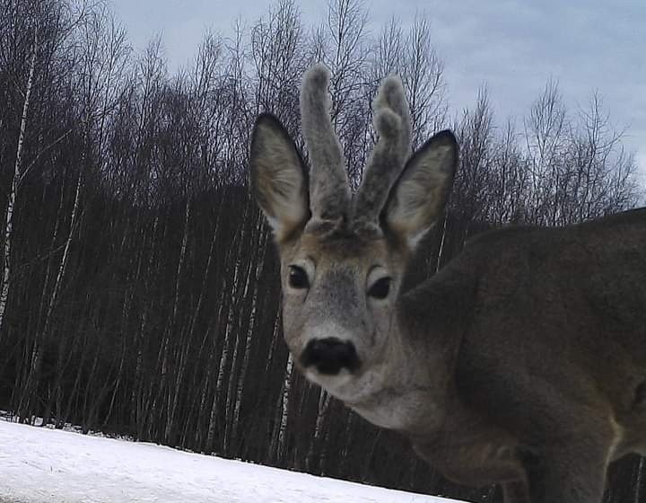 Przystanek Bieszczady Kazimierza Nóżki i Marcina Sceliny. Sarna (Capreolus capreolus)