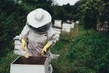 Uwaga! Pszczoły giną na potęgę! Będą wyższe ceny miodu i owoców