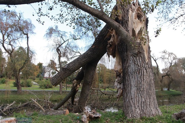 W Parku in. Henryka Sienkiewicza we Włocławku do wycinki przeznaczono kilkadziesiąt drzew. Na liście są między innymi topole, także te, które latem powaliła wichura