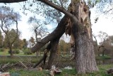 Z Parku Sienkiewicza we Włocławku zniknie część drzew. Ale będą też nowe nasadzenia [zdjęcia]