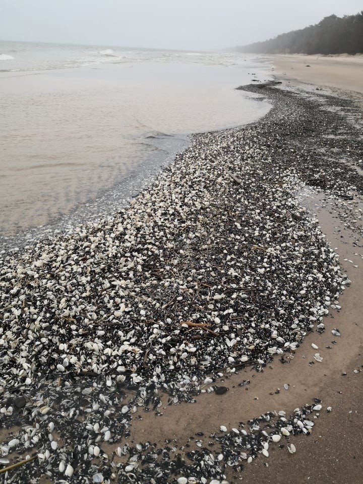 Bursztyny na plaży w Dziwnowie po sztormie. Takie okazy wyrzuca na brzeg Bałtyk. Zobacz ZDJĘCIA