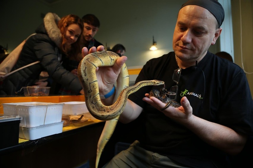 Exotica Wrocław: Węże, jaszczurki i pająki na wyciągnięcie ręki [ZDJĘCIA]