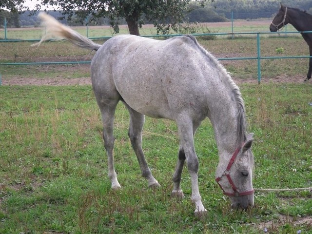 Walor to jeden z najdroższych koni w Polsce.