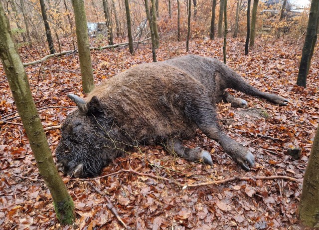 Martwy żubr został znaleziony wieczorem w niedzielę 8 stycznia na terenie Nadleśnictwa Dobrzany. Miał rany postrzałowe