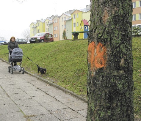 Przy ulicy Koszalińskiej w Miastku ma zostać wyciętych ponad dwadzieścia drzew. 