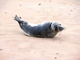 Na plaży w Ustce i Czołpinie zaobserwowano foki (zdjęcia)  