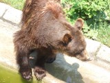 Beskid Mały. Niedźwiedzica z młodym pojawiła się w Rzykach i w okolicy szlaku na Leskowiec!