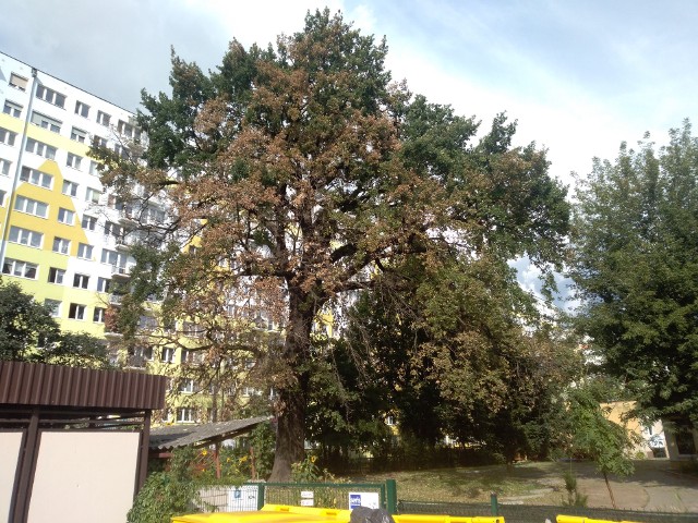 Poparzony pomnik przyrody jest pod obserwacją pracowników Biura Ogrodnika Miejskiego. Na dębie pojawiają się nowe liście, co daje nadzieję na przyszłość. Stan drzewa nadal jest jednak poważny, co widać na zrobionych w sobotę zdjęciach.