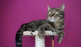 Jaki drapak kupić kotu? Model pionowy czy poziomy? Wybierz idealny drapak na prezent z okazji Dnia Kota