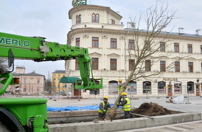 Na placu Litewskim pojawiły się nowe kasztanowce