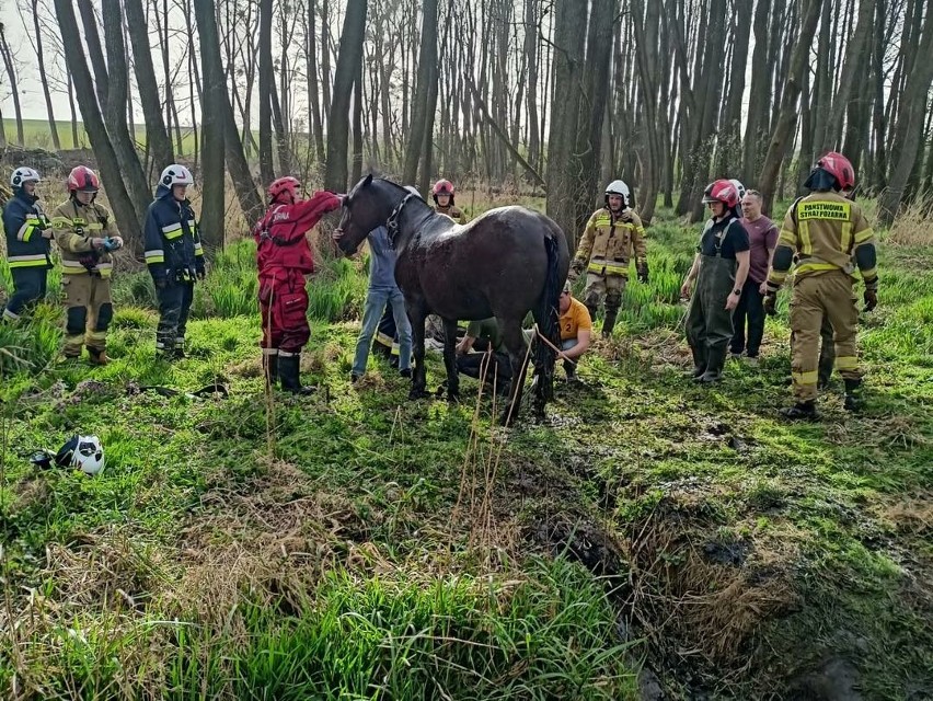 Strażacy z Kędzierzyna-Koźla uratowali uwięzionego konia. W użyciu taśmy i liny alpinistyczne