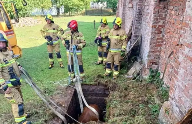 W Kośminie w gminie Grójec Strażacy ratowali konia, który wpadł do głębokiego zbiornika z wodą.