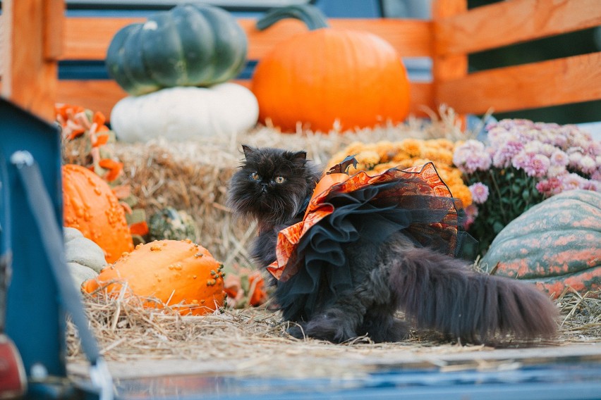 Halloween to tradycja, która w Polsce ma stosunkowo krótki...