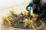 Wiosenne porządki w Katowicach. Ruszyły nasadzenia kwiatów i sprzątanie po zimie. ZZM planuje nasadzić ponad 27 tysięcy bratków 