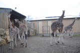 Nowa żyrafiarnia w opolskim zoo [wideo]