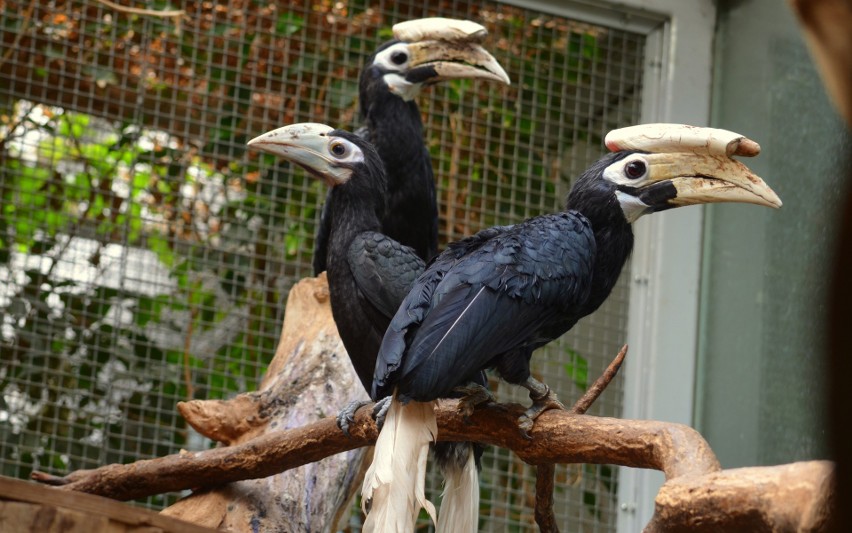 We wrocławskim zoo narodził się dzioborożec palawański! To jeden z najrzadszych ptaków [ZDJĘCIA]