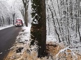 Kto podcina przydrożne drzewa w na Pomorzu? "To przejaw drogowego terroryzmu" i "bestialstwo wobec przyrody". Policja szuka sprawców!