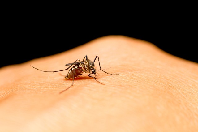 Jak pozbyć się komarów? Oto skuteczne domowe sposoby. Nie musisz używać gotowych preparatów! Sprawdź więcej ▶ ▶ ▶ ▶