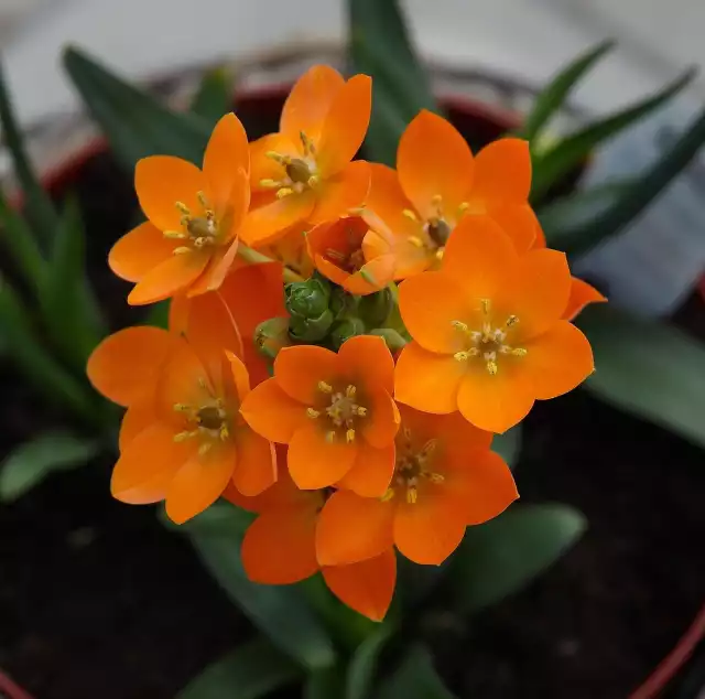 Śniedki wątpliwe mają kwiaty w pięknym pomarańczowym kolorze. Bywają też czerwone i żółte.