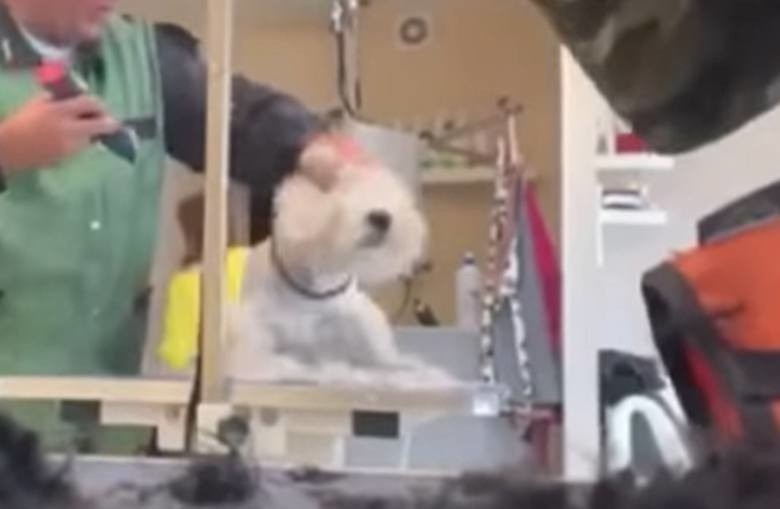 Wstrząsające nagrania psiego fryzjera w akcji obiegły...
