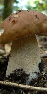 [QUIZ] dla grzybiarzy. Rozpoznasz te gatunki grzybów?