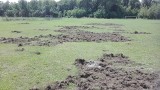 Dziki zniszczyły boisko w Dąbrowie Górniczej-Strzemieszycach Małych ZDJĘCIA