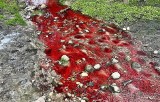 Widzew. Rzeka Augustówka w kolorze krwi. Widok jak z horroru! ZDJĘCIA