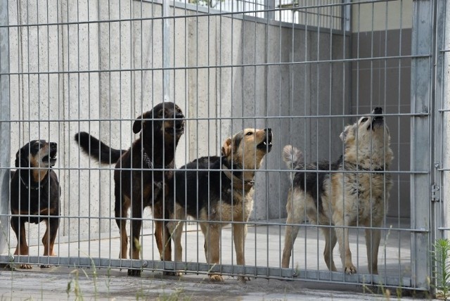 W Centrum Opieki nad Zwierzętami w Grudziądzu jest obecnie 231 psów i 81 kotów