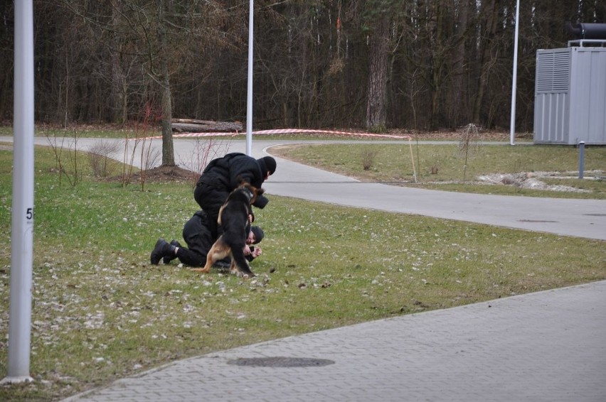 Uzbrojony bandyta na Uniwersytecie. Złapał go pies policyjny (zdjęcia)