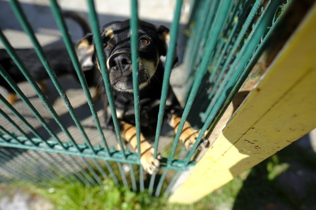 W toruńskim schroniska na adopcje czeka wiele wspaniałych psiaków.