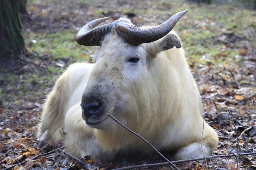Dorosły takin - zwany antylopą kozią może ważyć do 350...