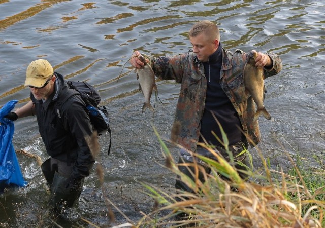 Polski Związek Wędkarski przekazał do utylizacji około 5 ton ryb. Zdaniem ekologów to była tylko niewielka część ryb, które posnęły. Szacują, że około 20 ton popłynęło z nurtem rzeki, lub jest na jej dnie
