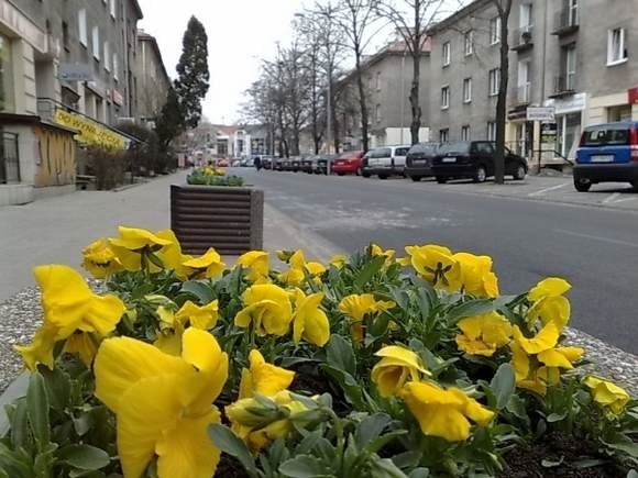 Żółte bratki od kilku lat ozdabiają miasto