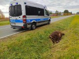 Żubr nie przeżył nocnego zderzenia z autem osobowym