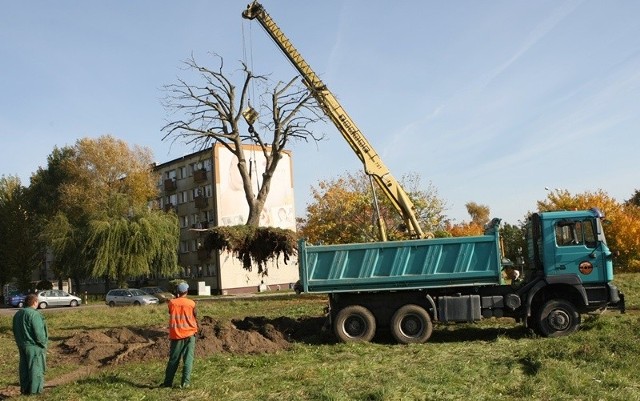 Wczoraj pracownicy słupskiej firmy Ogrody S.C porządkowali teren pod przyszły dyskont. Przesadzano dwa wiekowe drzewa kilkadziesiąt metrów w głąb działki.