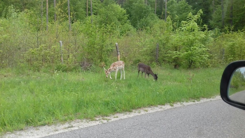 Zwierzęta zostały sfotografowane  przy drodze do leśniczówki...
