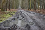 Park Miejski w Malborku "rozjechany" w czasie wycinki? Mieszkaniec prosi o przywrócenie dróg "do stanu pierwotnego"