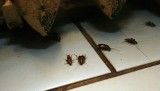 Jak pozbyć się karaluchów (karaczanów) z mieszkania