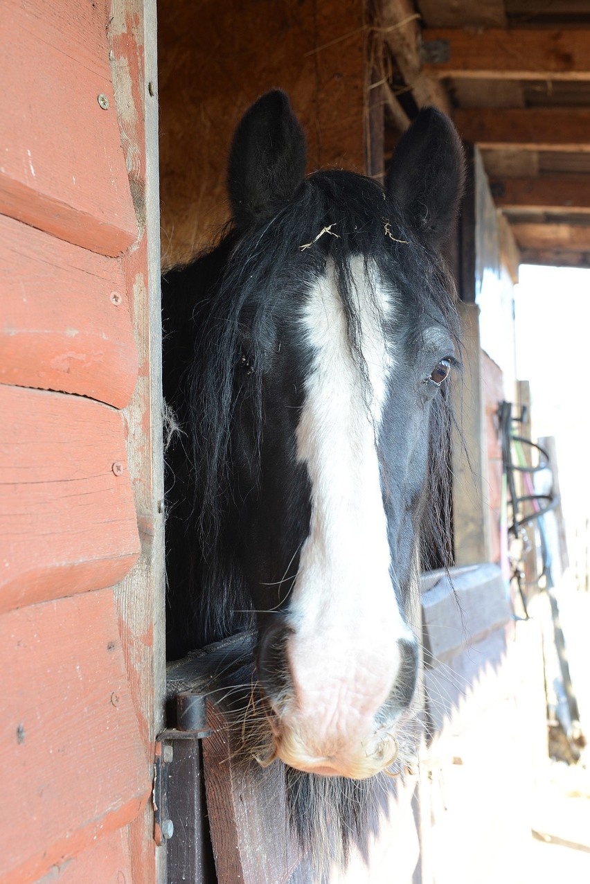 Pomoc po pożarze Wild West Ranch w Dębogórzu! Wielki zryw serc i zrzutka na odbudowę niezwykłego miejsca [zdjęcia]