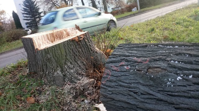 Wielka wycinka drzew przy ul. Walczaka nie powinna być zaskoczeniem. O budowie w tym miejscu nowej nitki jezdni mówiło się w Gorzowie od wielu lat. Jednak wielu mieszkańcom i tak jest szkoda pięknych, wielkich drzew. Rosły tutaj od dekad.