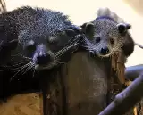 Sensacja w łódzkim zoo - urodził się mały binturong, jedyny taki okaz w polskim zoo [ZDJĘCIA]