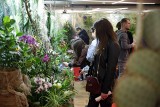 Lublin. Światowa wystawa orchidei, bonsai i sukulentów. Zobacz prawdziwe cuda natury