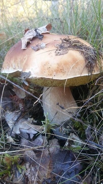 Te grzyby znalezione zostały w okolicy miejscowości Krzesin