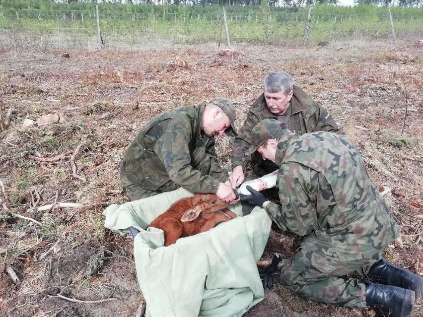 Nadleśnictwo Żednia: Kilkudniowy łoś został porzucony przez matkę. Uratowali go leśnicy (zdjęcia)