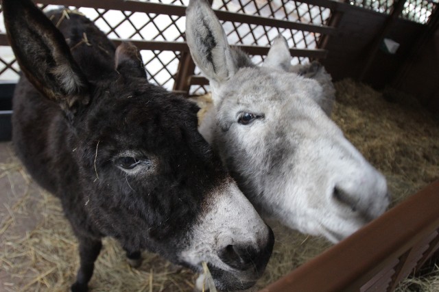 Żywą szopkę w chorzowkim zoo można już odwiedzać