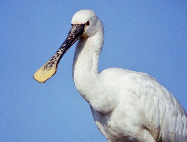 Warzęchy (Platalea leucorodia) bardzo rzadko i nielicznie zalatują do Polski.