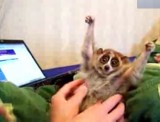 Zobacz jak lemur wystawia łapki przy głaskaniu (wideo)