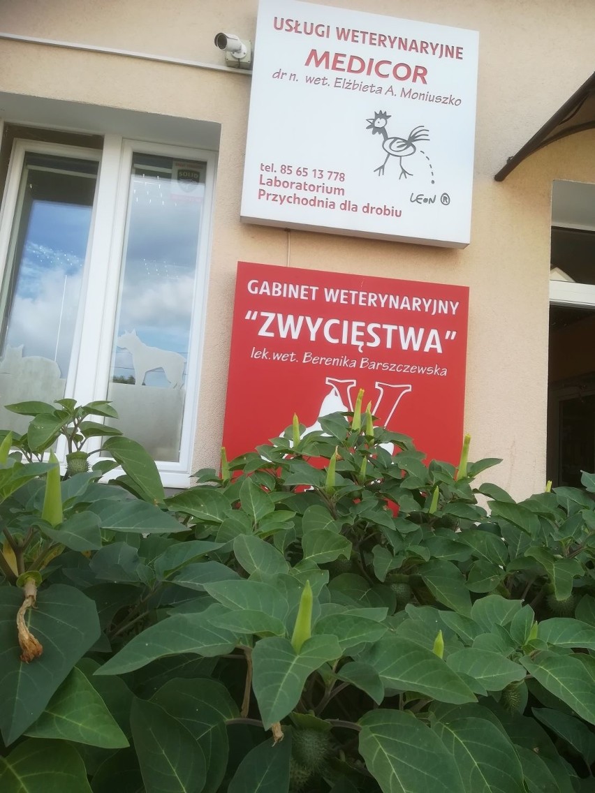 Myszołów uratowany przez zagryzieniem